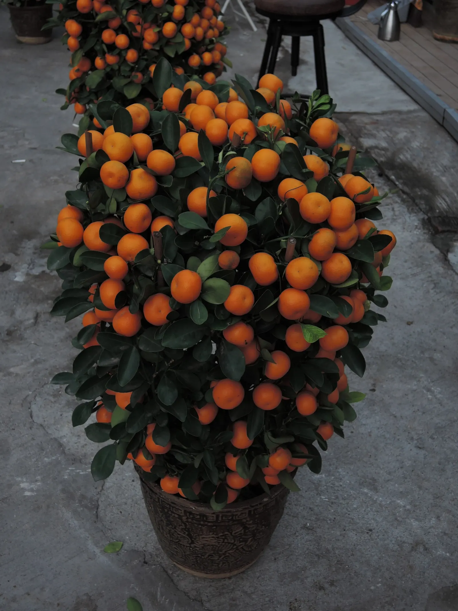 Calamondin Orange (Citrofortunella Mitis) — The Calamondin Orange (Citrofortunella mitis)