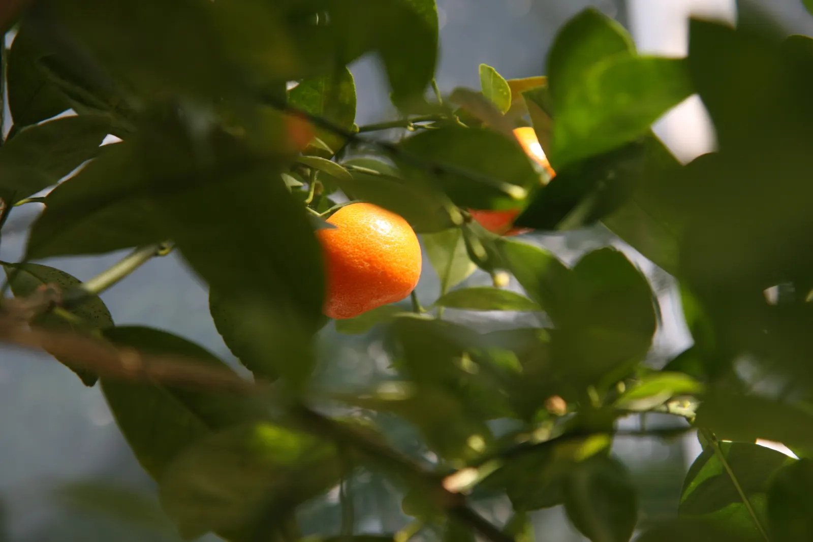 Calamondin Orange (Citrofortunella Mitis) — As part of a landscape design