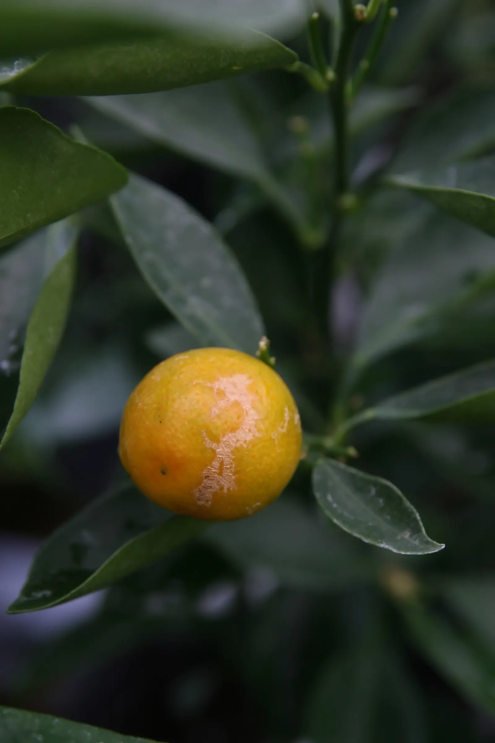 Calamondin Orange (Citrofortunella Mitis) — It produces small, tart oranges measuring 1-2 inches in diameter, great for culinary use