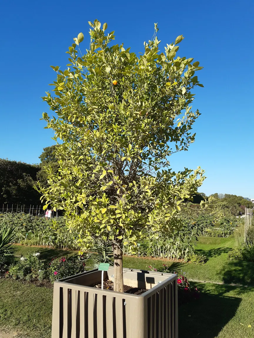 Calamondin Orange (Citrofortunella Mitis) — it can be grown in-ground or in containers