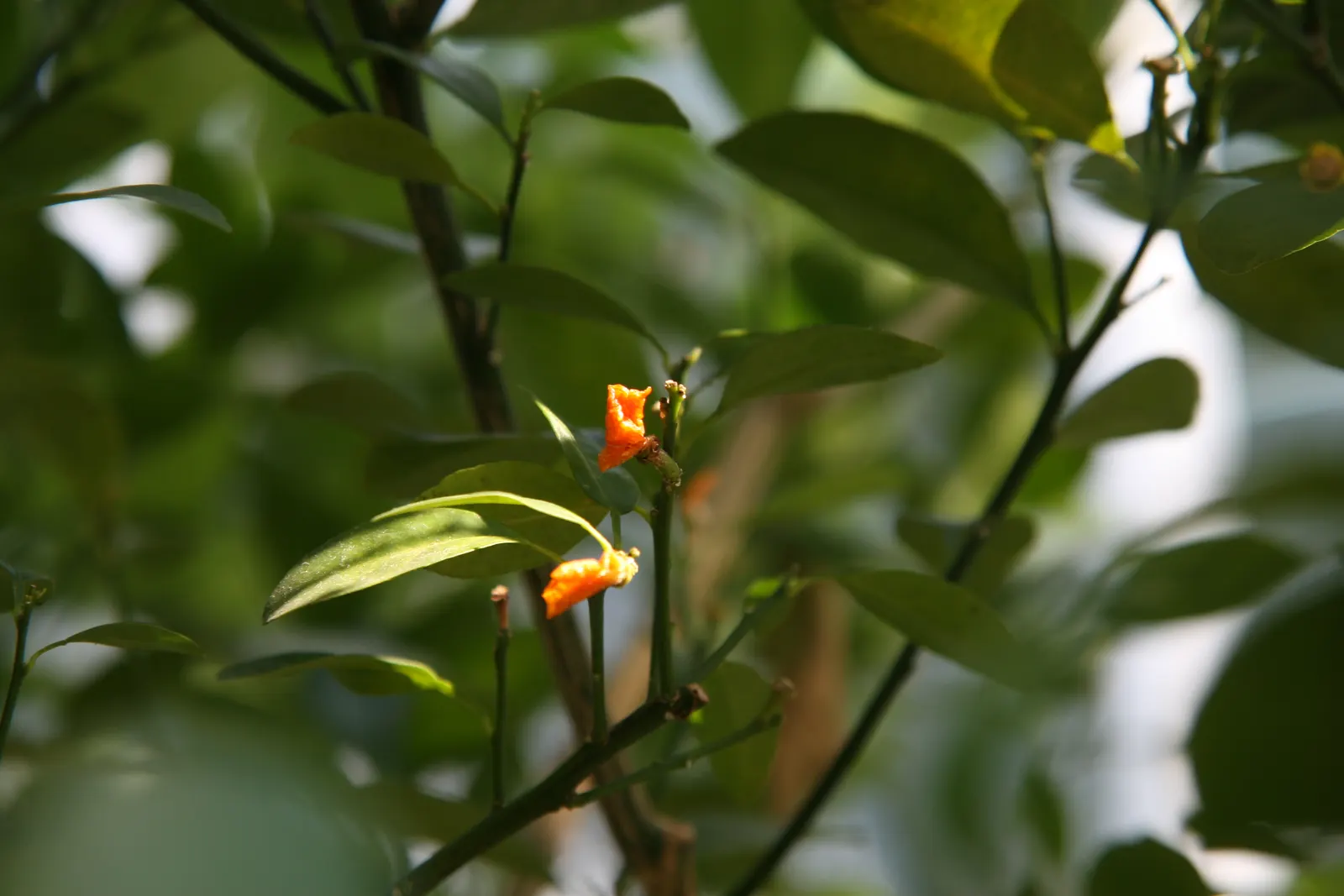 Calamondin Orange (Citrofortunella Mitis) — evergreen citrus hybrid with glossy leaves and fragrant white flowers