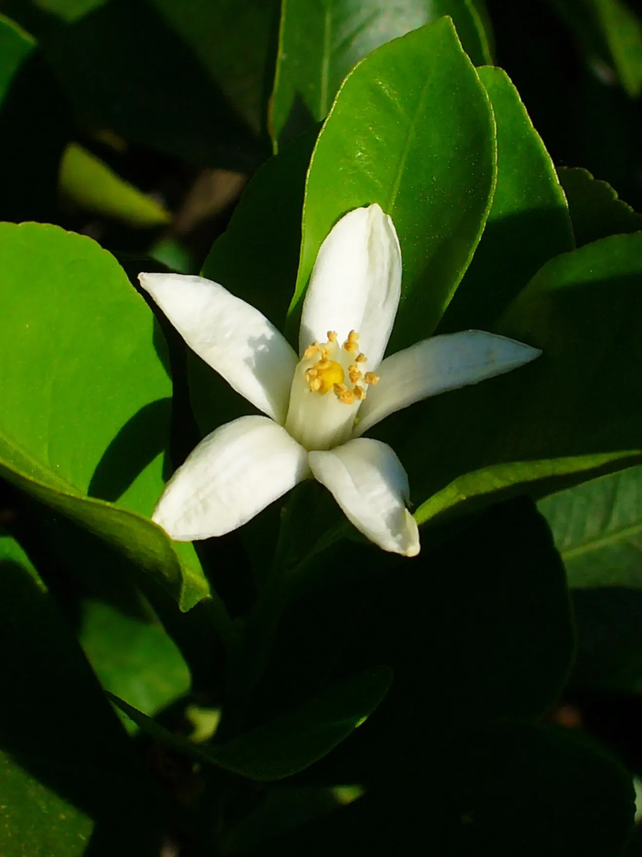 Calamondin Orange (Citrofortunella Mitis) — also commonly known as the miniature orange or calamondin; it can be grown in-ground or in containers