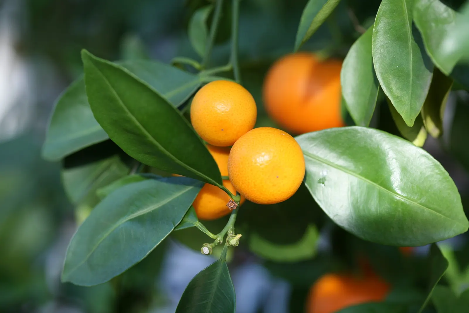 Calamondin Orange (Citrofortunella Mitis) — making it a delightful accent for patios or small gardens