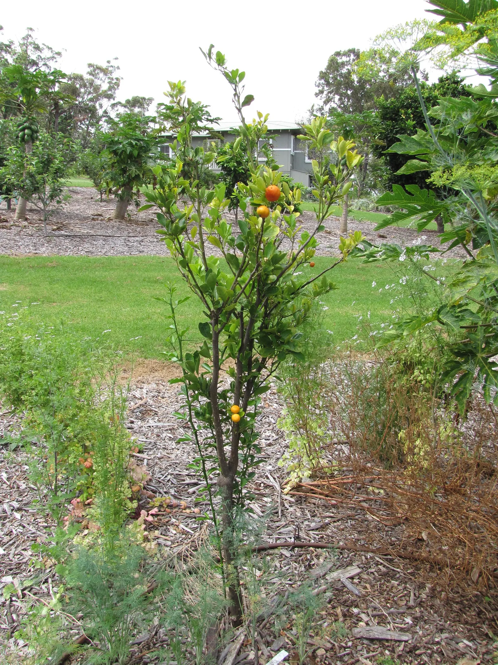 Calamondin Orange (Citrofortunella Mitis) — Ideally suited for USDA zones 9-11, it thrives in full sun, reaching 6-10 feet in height