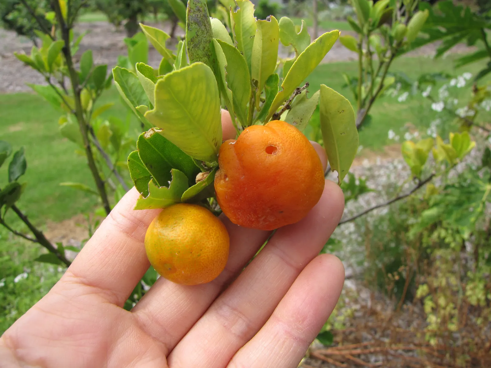 Calamondin Orange (Citrofortunella Mitis) — The Calamondin Orange (Citrofortunella mitis) is a compact