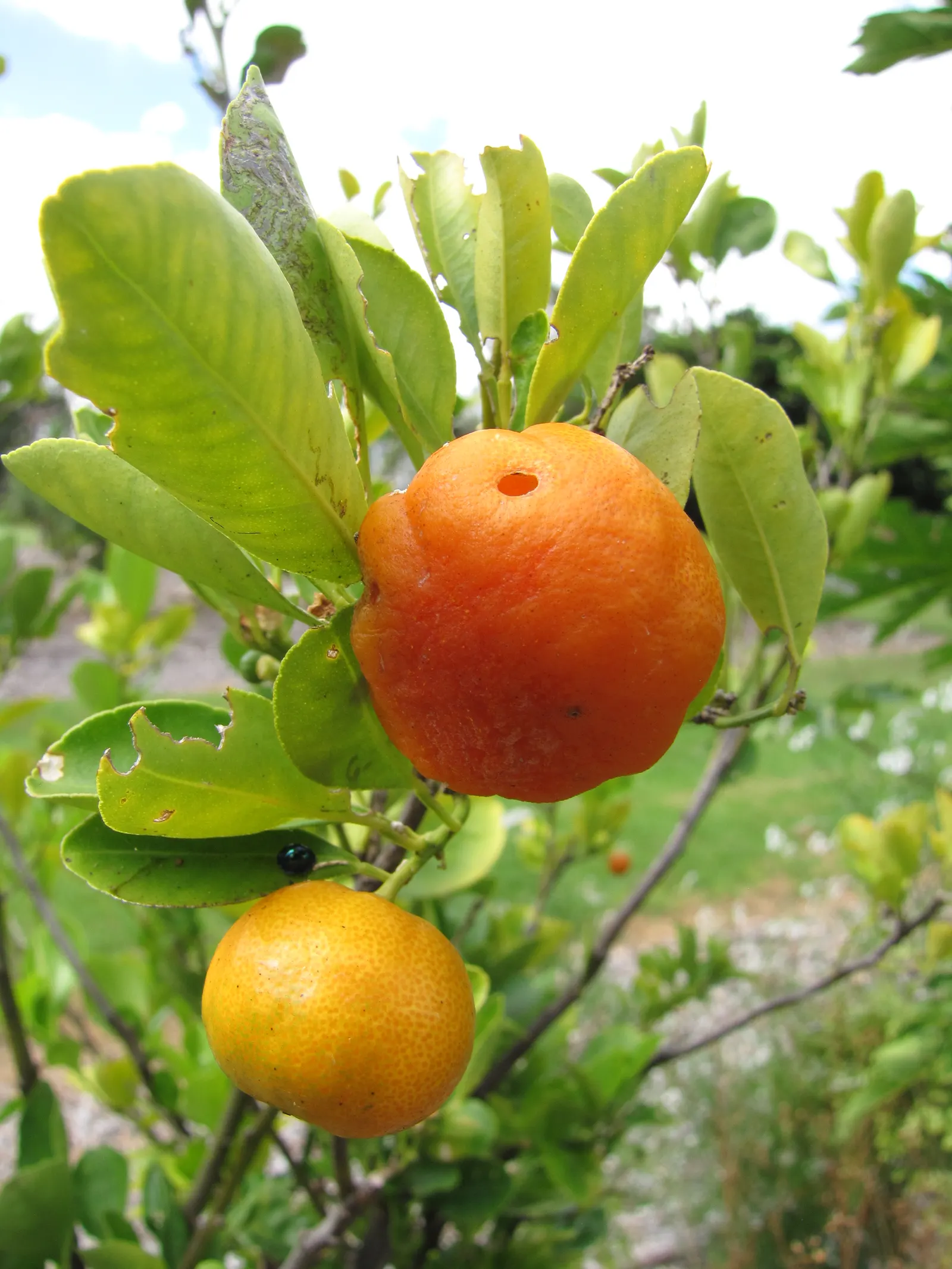 Calamondin Orange (Citrofortunella Mitis) — also commonly known as the miniature orange or calamondin