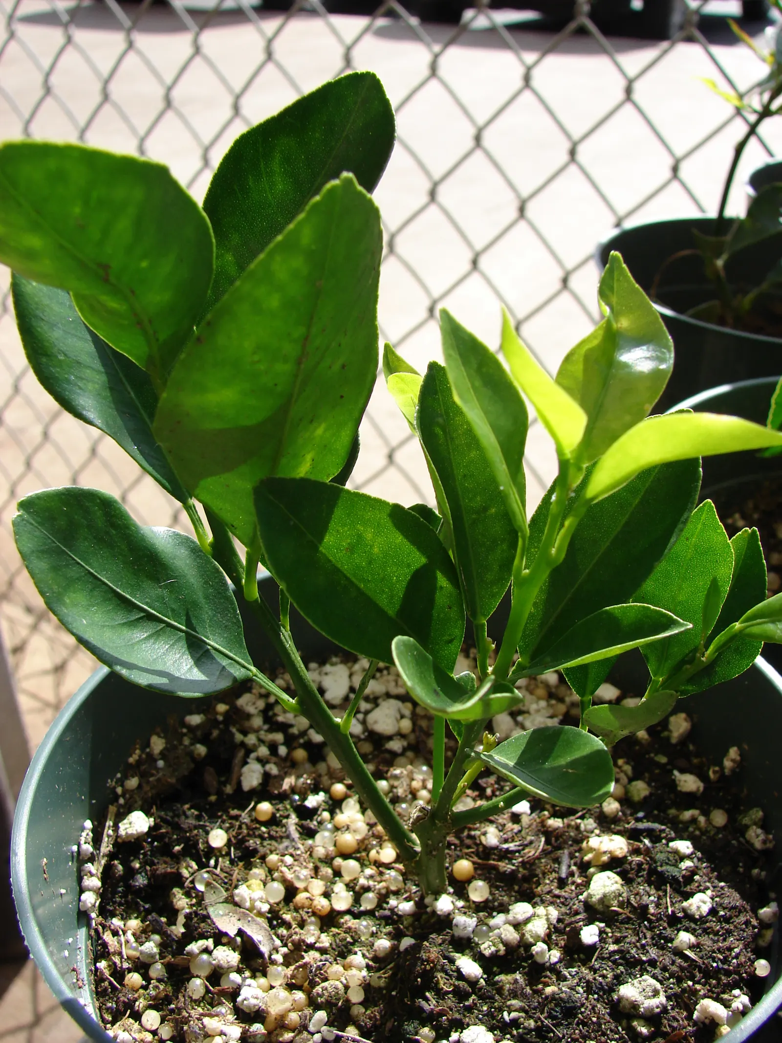 Calamondin Orange (Citrofortunella Mitis) — The fruits showcase a vibrant orange hue at maturity; tree with white blooms