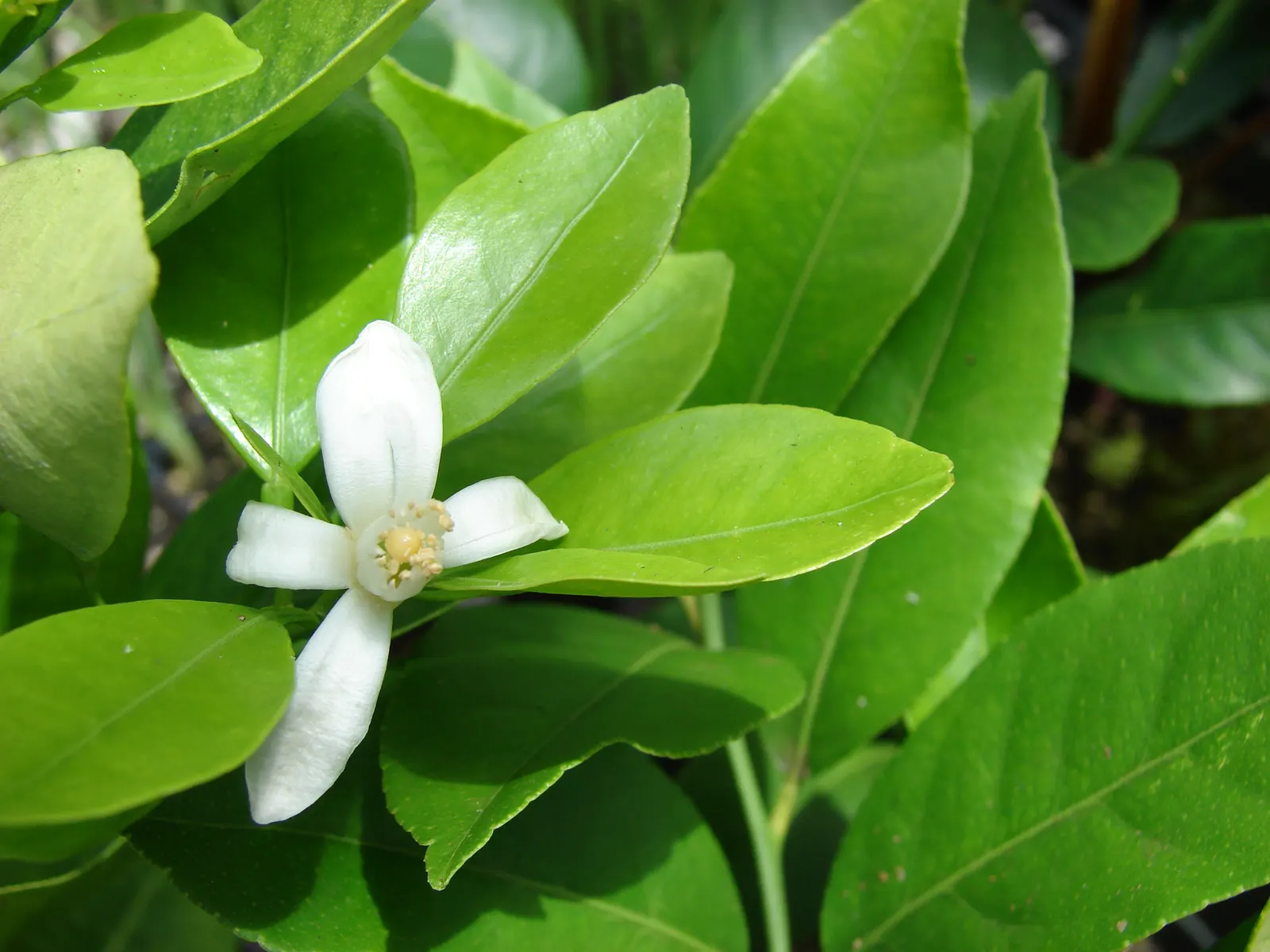 Calamondin Orange (Citrofortunella Mitis) — but care should be taken to avoid waterlogged conditions.<br><br>The fruit's tangy