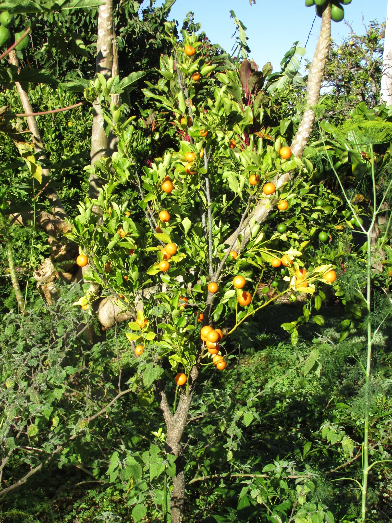 Calamondin Orange (Citrofortunella Mitis) — compact citrus plant that offers both ornamental and culinary benefits