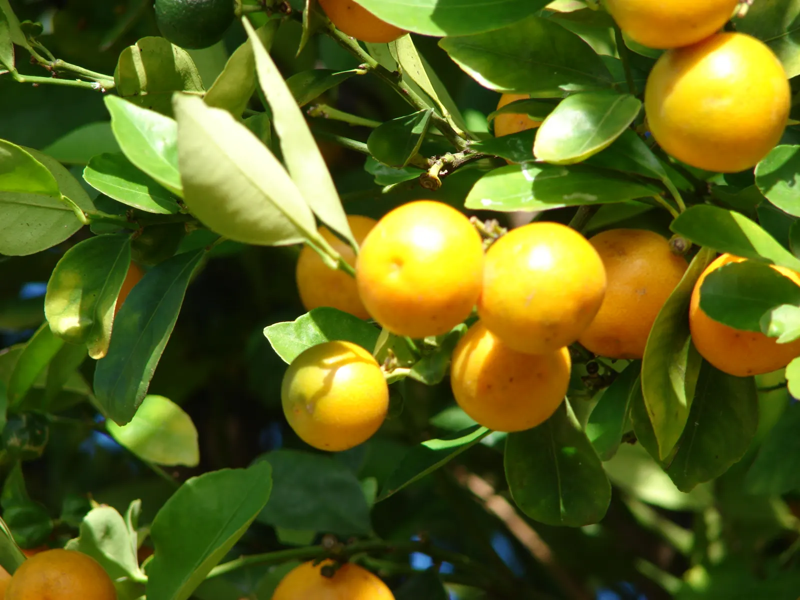 Calamondin Orange (Citrofortunella Mitis) — tart flavor makes it a unique addition to beverages