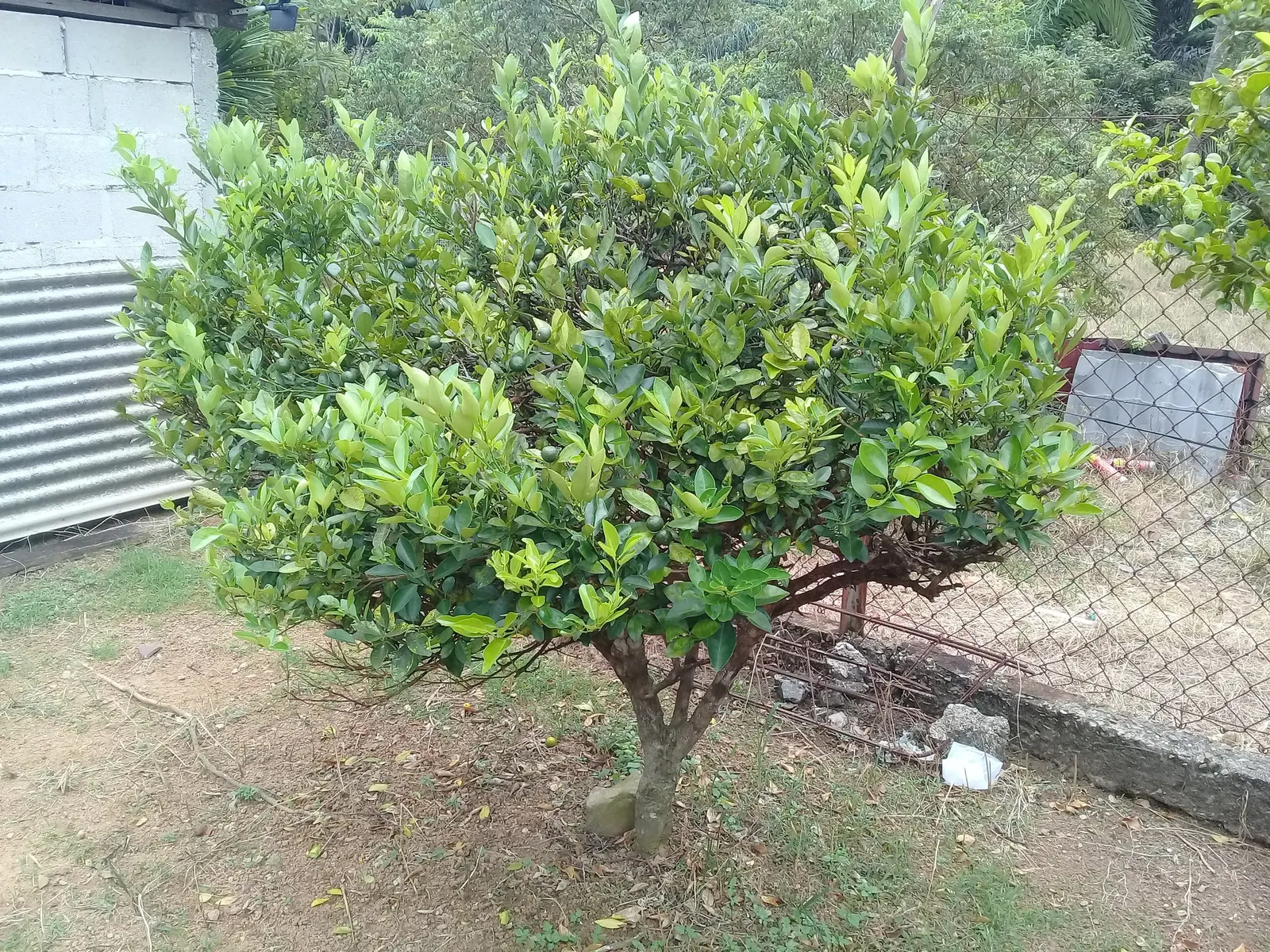 Calamondin Orange (Citrofortunella Mitis) — Its fragrant, white flowers bloom intermittently throughout the year, though peak blossoming occurs in, image 36