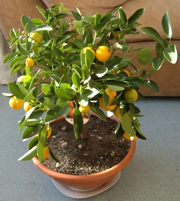 Calamondin Orange (Citrofortunella Mitis) — the Calamondin presents a dense; evergreen citrus hybrid with glossy leaves and fragrant white flowers