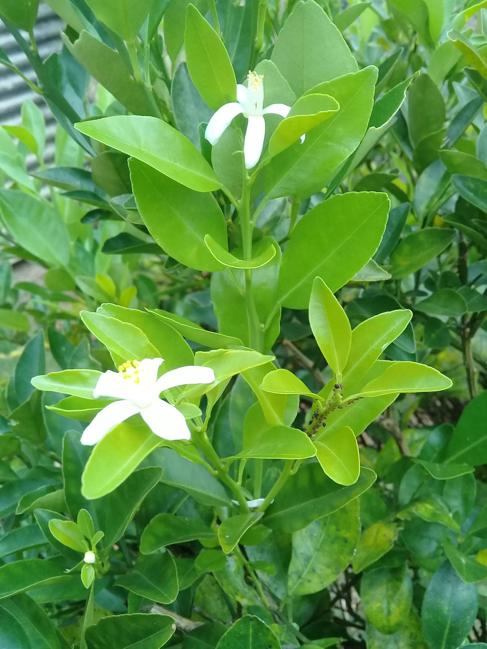 Calamondin Orange (Citrofortunella Mitis) — particularly in warmer months; and the rind is edible as well