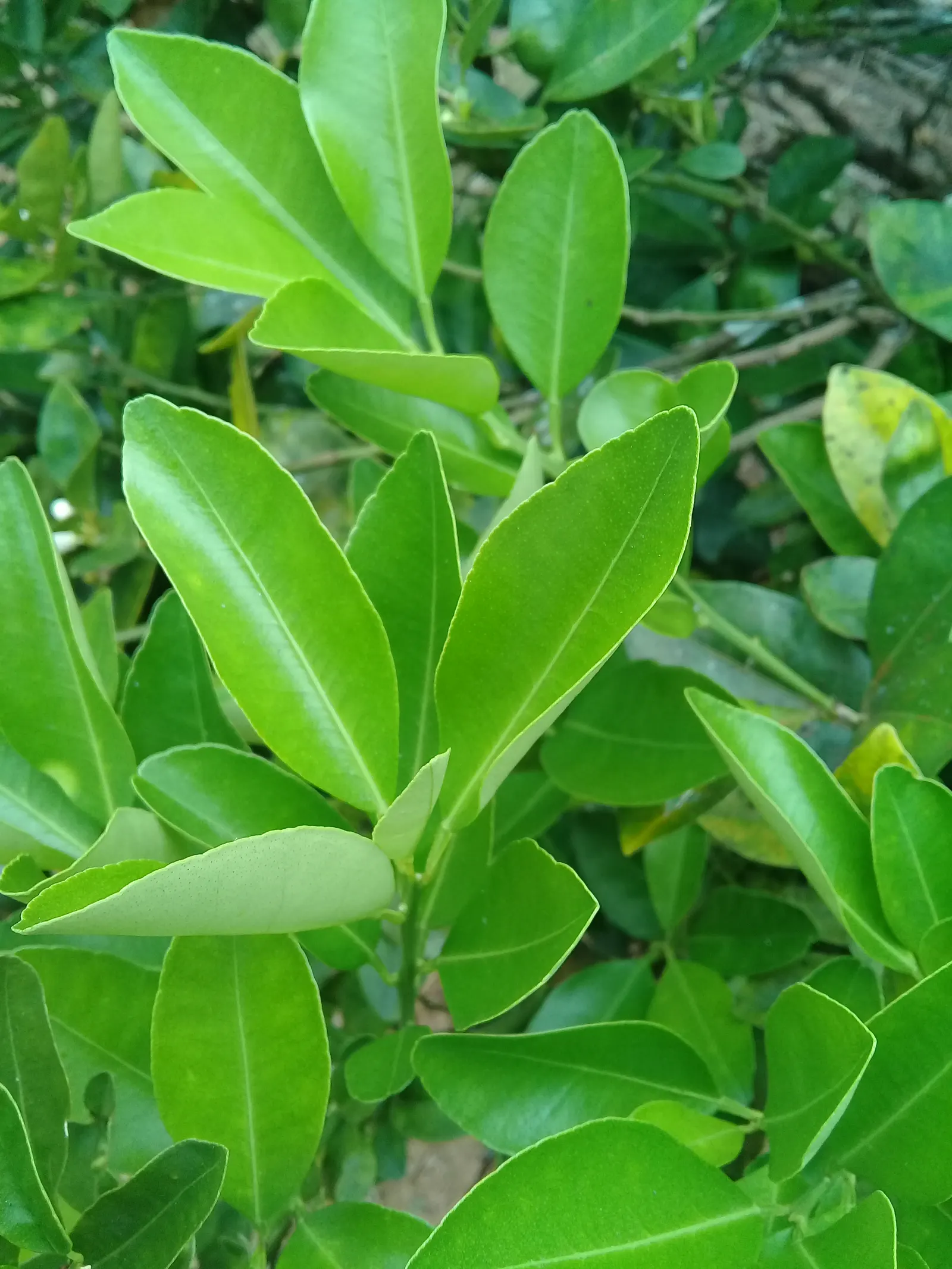 Calamondin Orange (Citrofortunella Mitis) — tree for full
