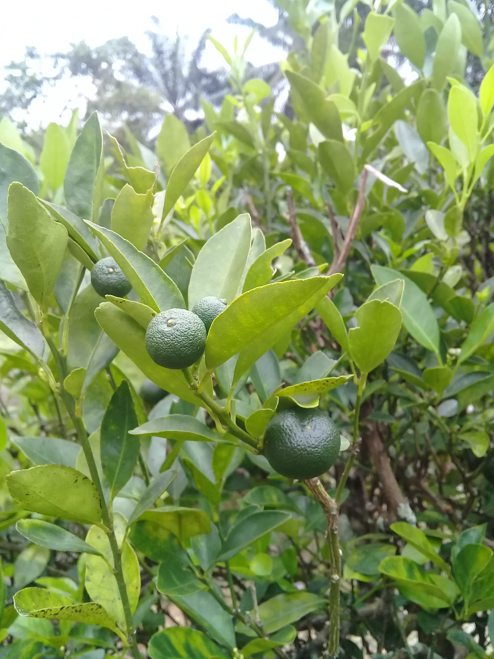 Calamondin Orange (Citrofortunella Mitis) — making it a delightful accent for patios or small gardens; preferring well-draining soil with a slightly acidic to