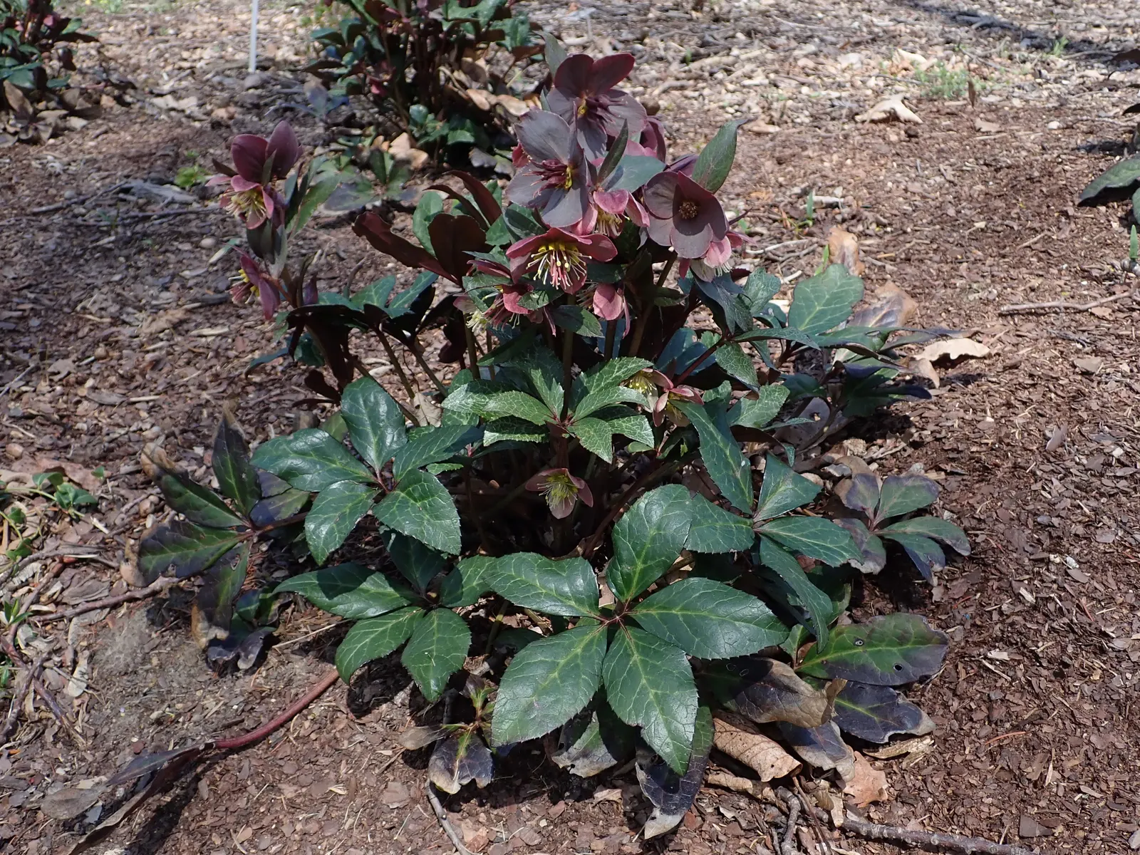 Merlin Hellebore (Helleborus 'Merlin') — The enchanting Merlin Hellebore