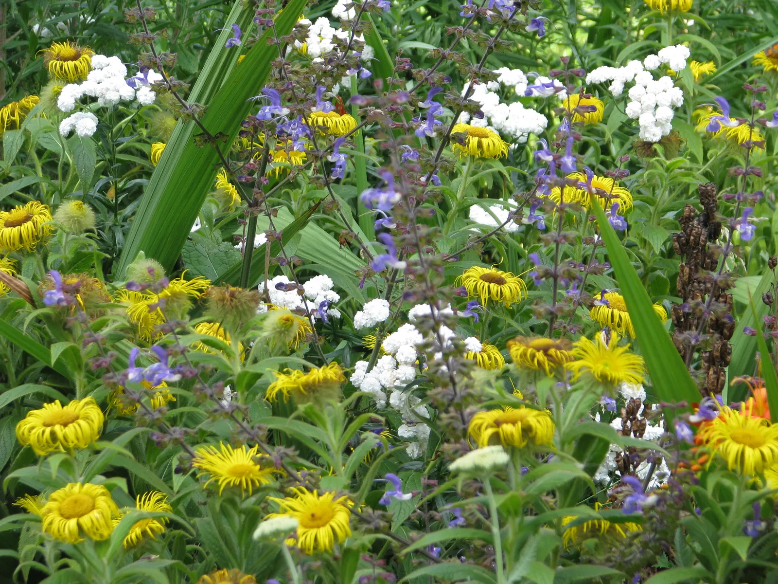 Bulgarian Bee Sage (Salvia Forskaohlei) — is a hardy perennial known for its bold violet-blue inflorescences