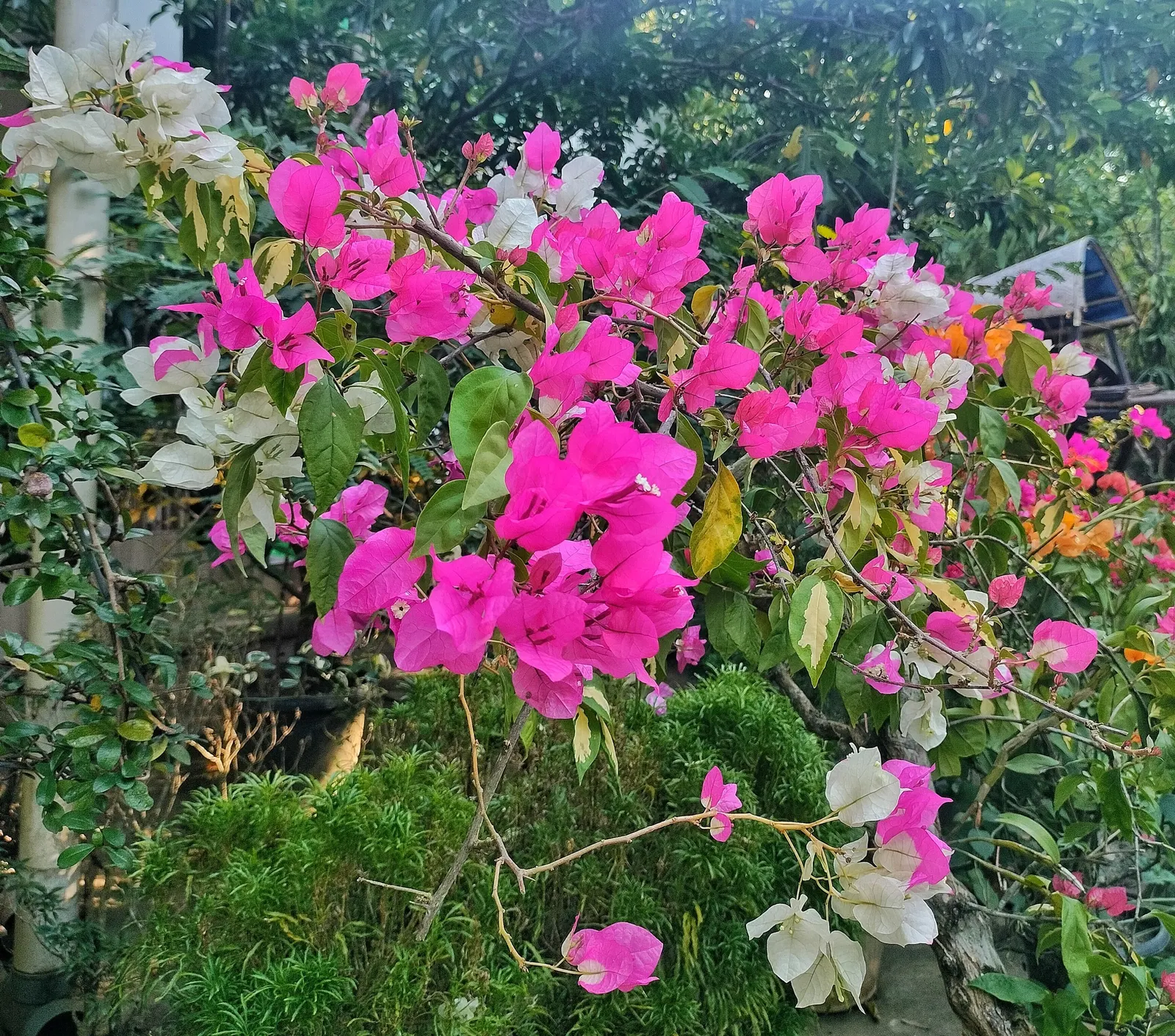 Bougainvillea (Bougainvillea X Buttiana) — vine for full; pruning is essential to maintain desired shape and size, encourage new blooms, and, image 76