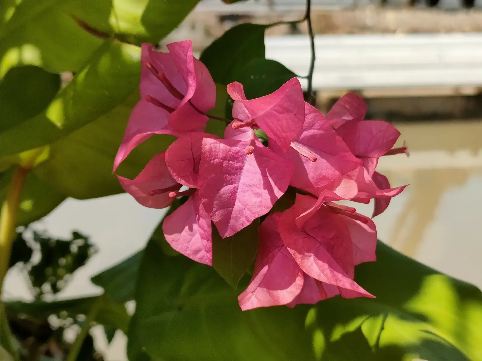 Bougainvillea (Bougainvillea X Buttiana) — stands as a vibrant evergreen vine acclaimed for its profusion of colorful bracts and hardy growth habit