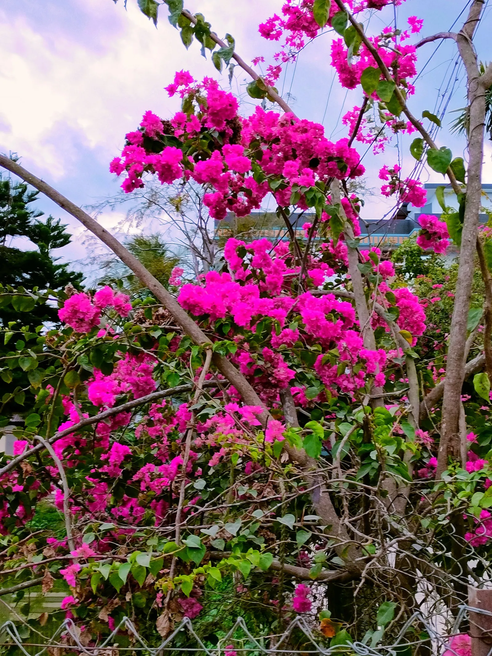 Bougainvillea (Bougainvillea X Buttiana) — These colorful accents range in hues from purple to red; vine with pink blooms, image 98