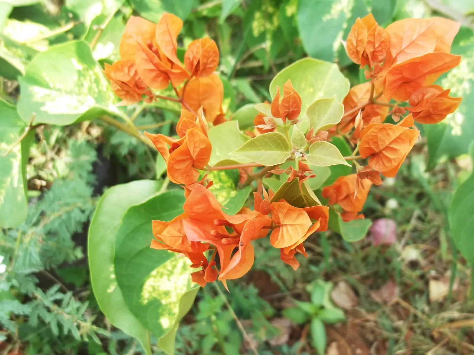 Bougainvillea (Bougainvillea X Buttiana) — the Bougainvillea can reach heights of up to 15 to 40 feet; pink flowers in the garden, image 49