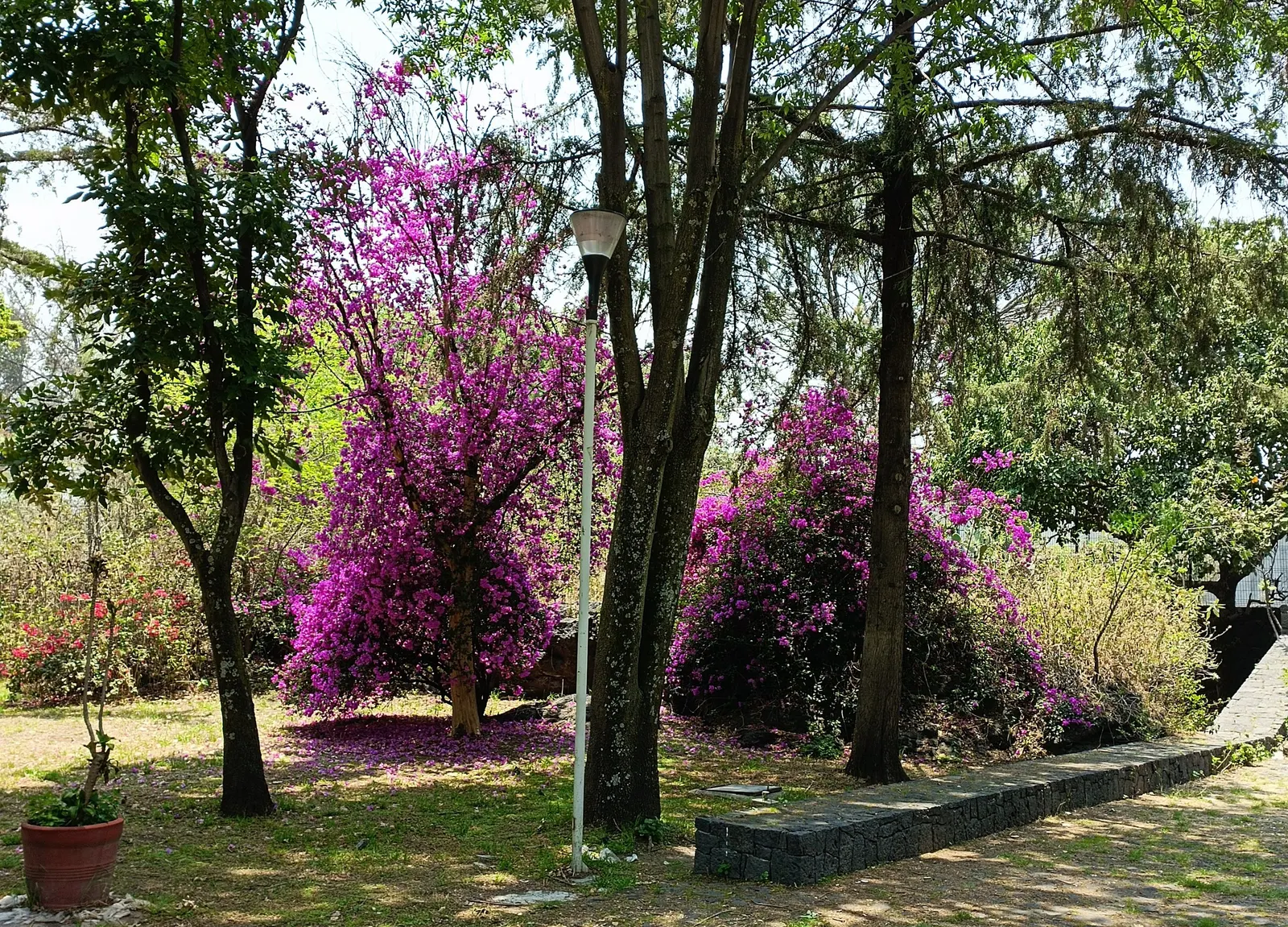 Bougainvillea (Bougainvillea X Buttiana) — vine for full; pruning is essential to maintain desired shape and size, encourage new blooms, and, image 95