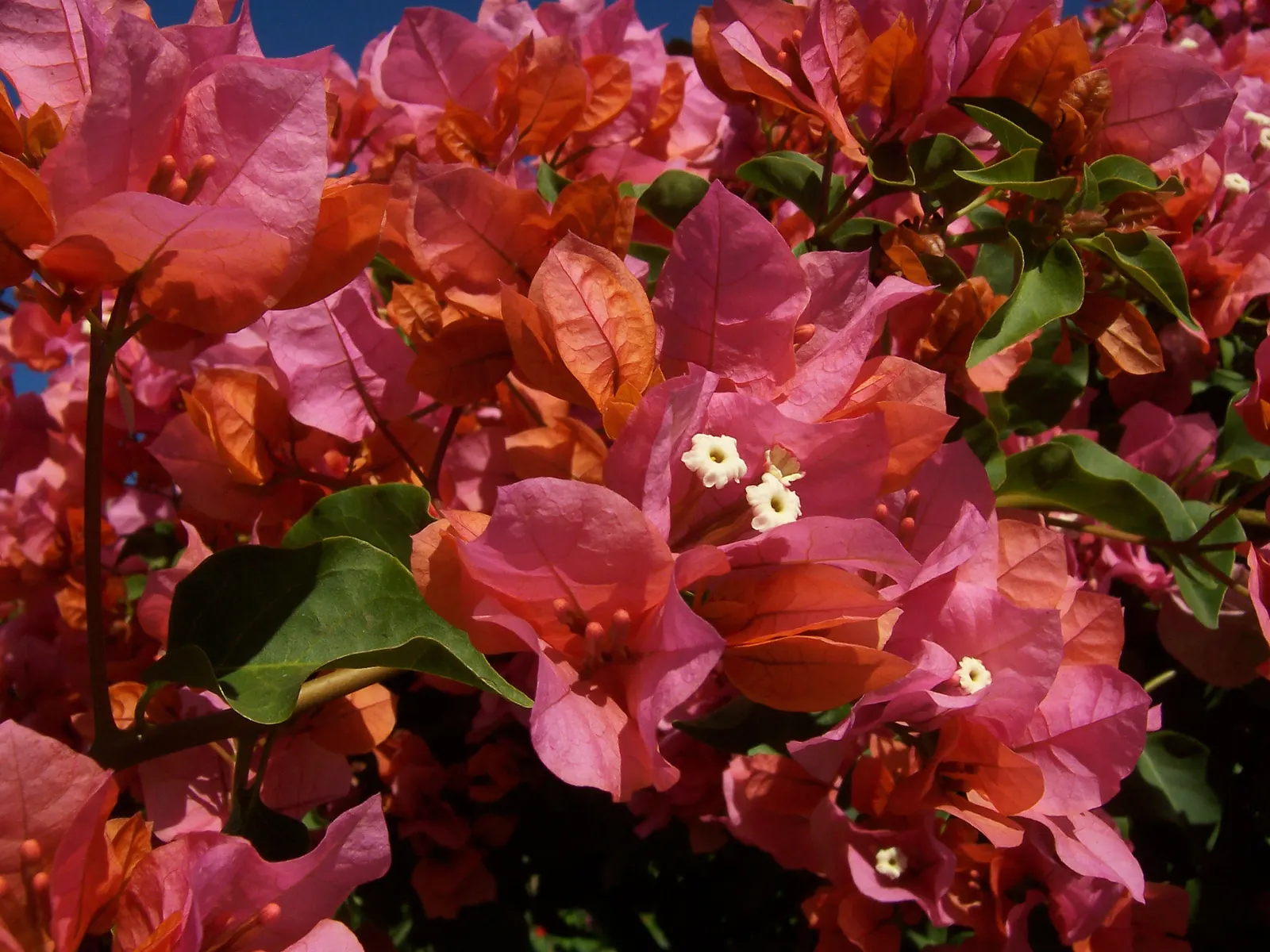 Bougainvillea (Bougainvillea X Buttiana) — Ideal for trellises, it needs minimal water once established, offering low-maintenance, year-round, image 82