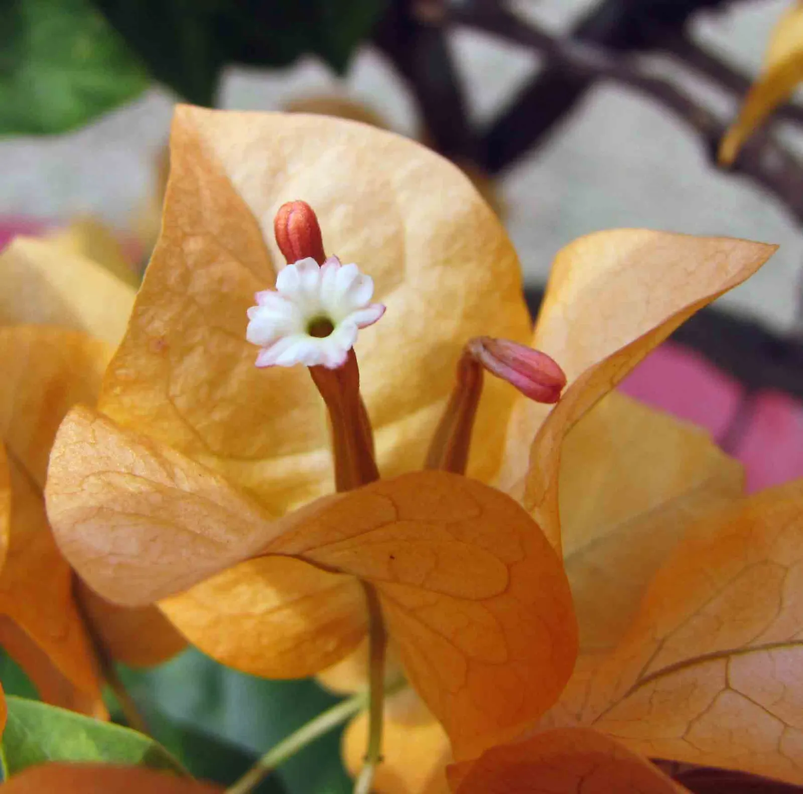 Bougainvillea (Bougainvillea X Buttiana) — sun-loving vine known for its prolific; enveloping the landscape in a mosaic of rich tones