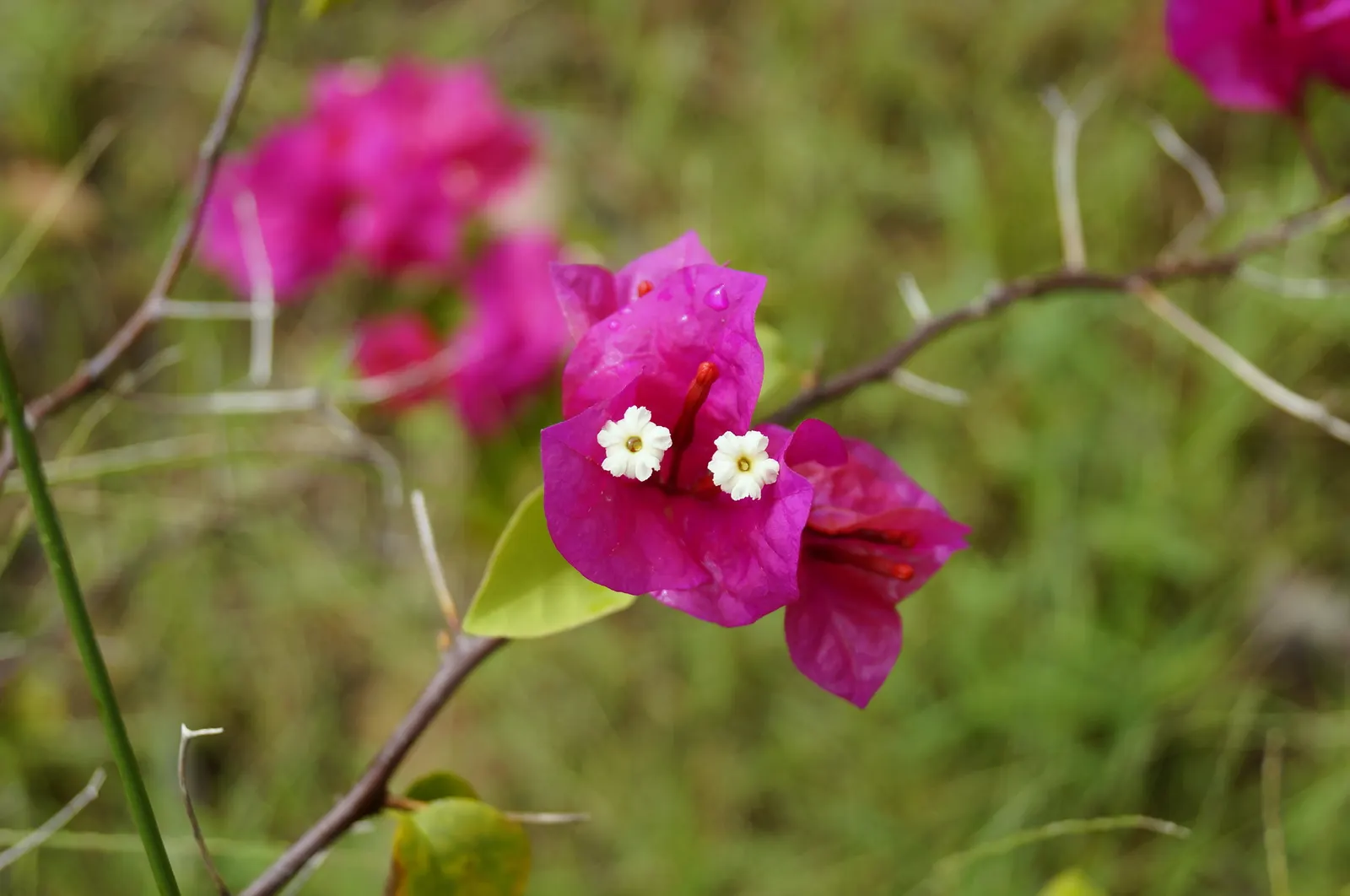 Bougainvillea (Bougainvillea X Buttiana) — vine with pink blooms; making it an excellent choice for any warm-climate landscape design, image 94