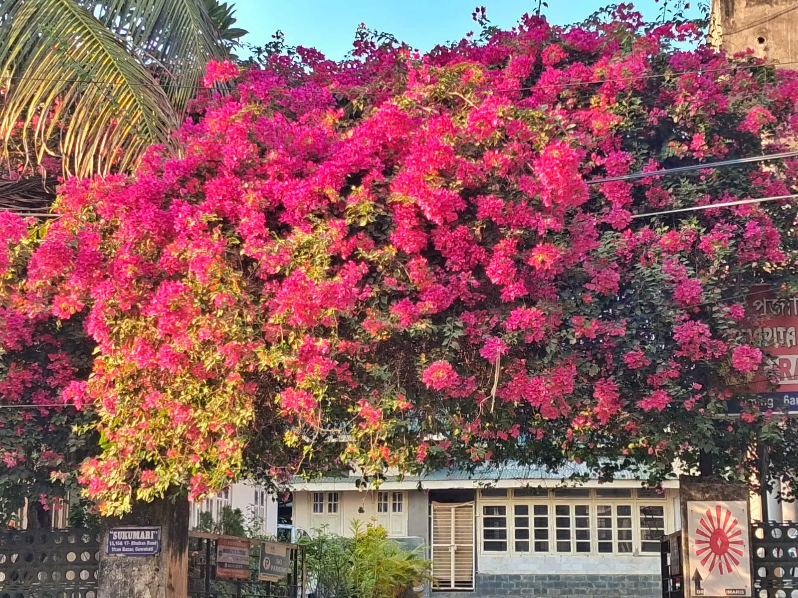 Bougainvillea (Bougainvillea X Buttiana) — the Bougainvillea can reach heights of up to 15 to 40 feet; pink flowers in the garden, image 106
