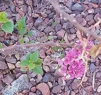 Bougainvillea (Bougainvillea X Buttiana) — commonly referred to as Bougainvillea; stands as a vibrant evergreen vine acclaimed for its profusion of colorful