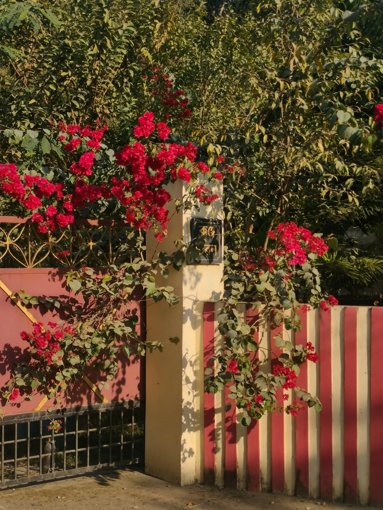 Bougainvillea (Bougainvillea X Buttiana) — It requires full sun exposure, at least 6 hours a day, to achieve optimal flowering; with a spread of about 5 to 8