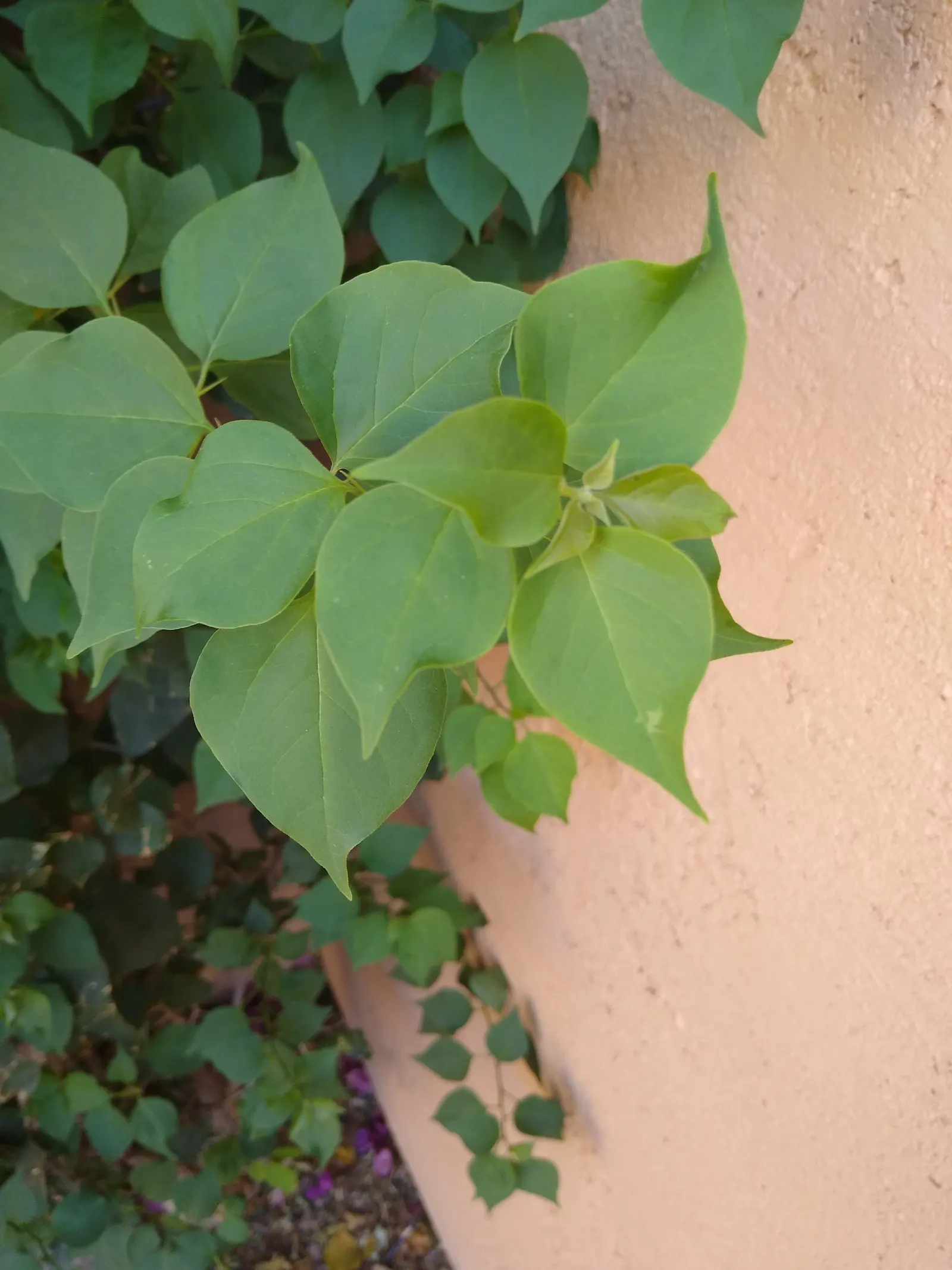 Bougainvillea (Bougainvillea X Buttiana) — though regular watering during dry periods will promote healthier growth and flowering; vine for full