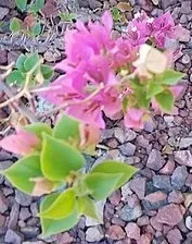 Bougainvillea (Bougainvillea X Buttiana) — sun-loving vine known for its prolific