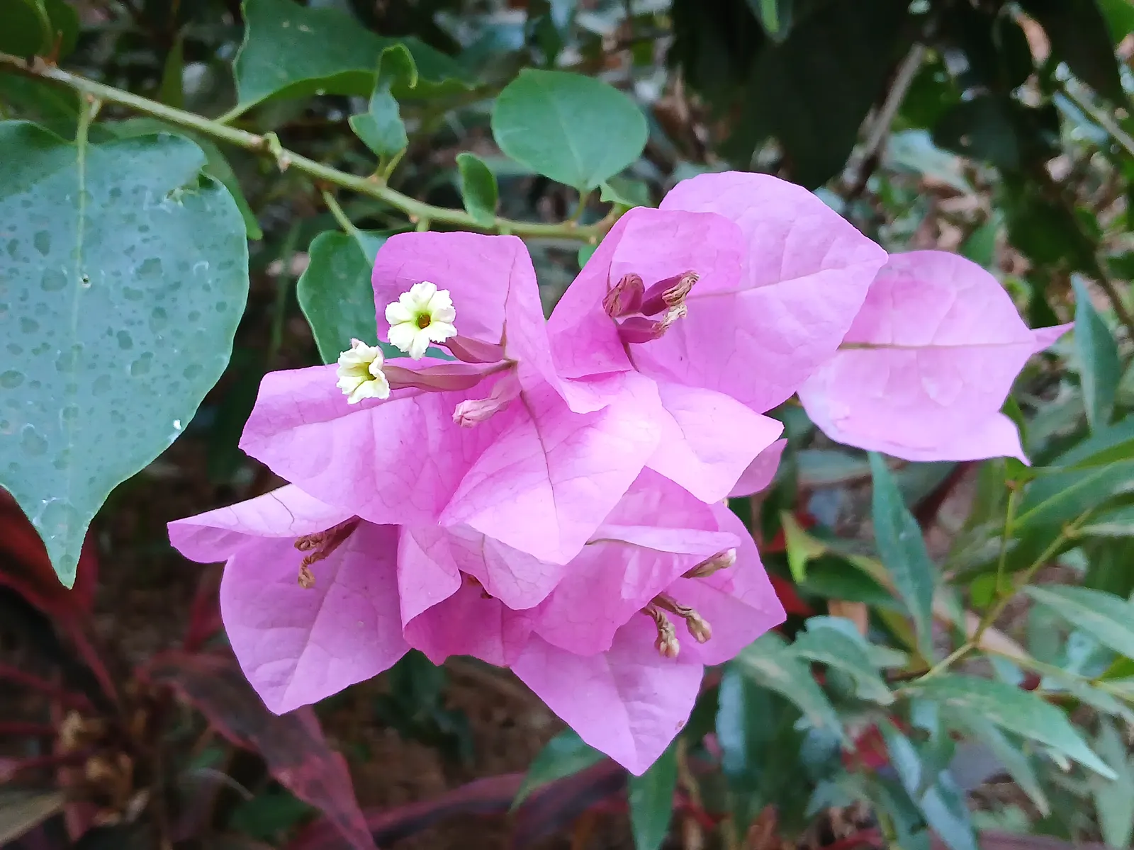 Bougainvillea (Bougainvillea X Buttiana) — with a spread of about 5 to 8 feet