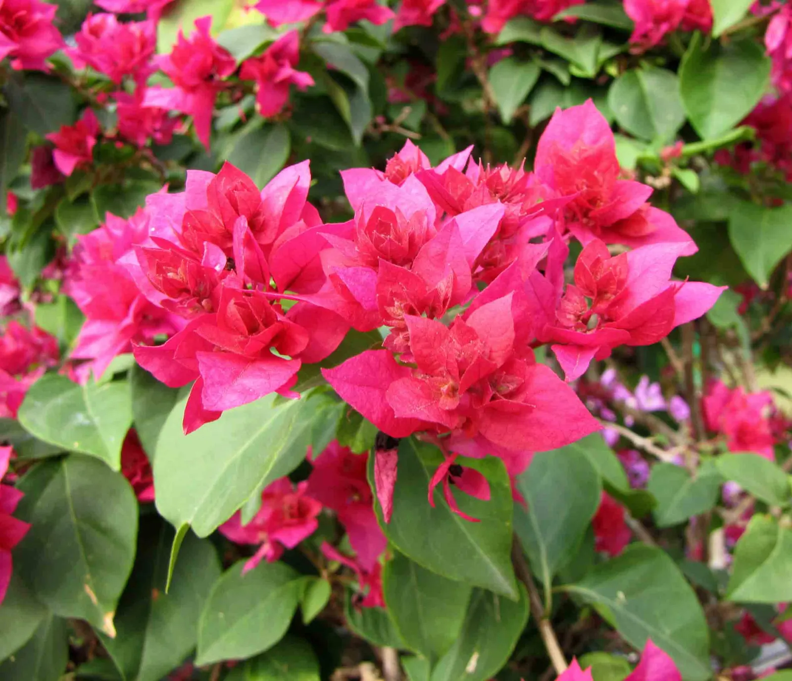 Bougainvillea (Bougainvillea X Buttiana) — sun-loving vine known for its prolific; enveloping the landscape in a mosaic of rich tones, image 77