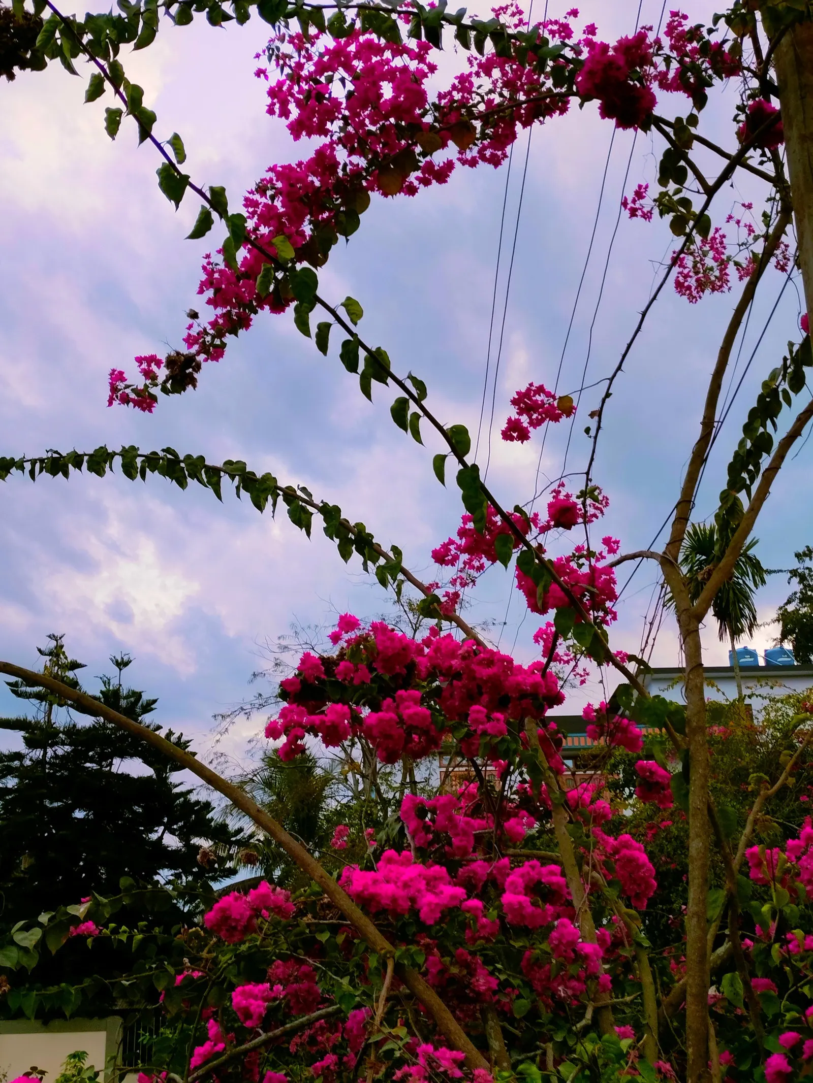 Bougainvillea (Bougainvillea X Buttiana) — stands as a vibrant evergreen vine acclaimed for its profusion of colorful bracts and hardy growth, image 103