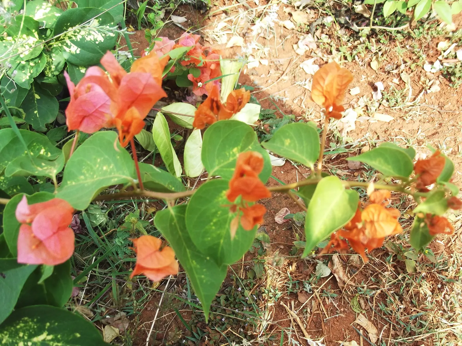 Bougainvillea (Bougainvillea X Buttiana) — making it an excellent choice for any warm-climate landscape design; these colorful accents range in, image 47