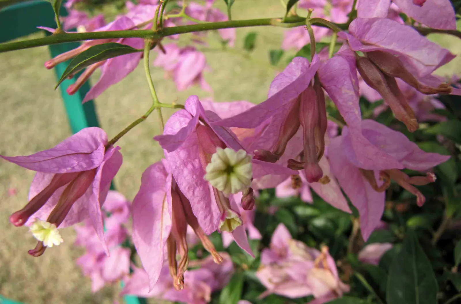 Bougainvillea (Bougainvillea X Buttiana) — showy bracts often mistaken for flowers; the Bougainvillea can reach heights of up to 15 to 40 feet, image 40