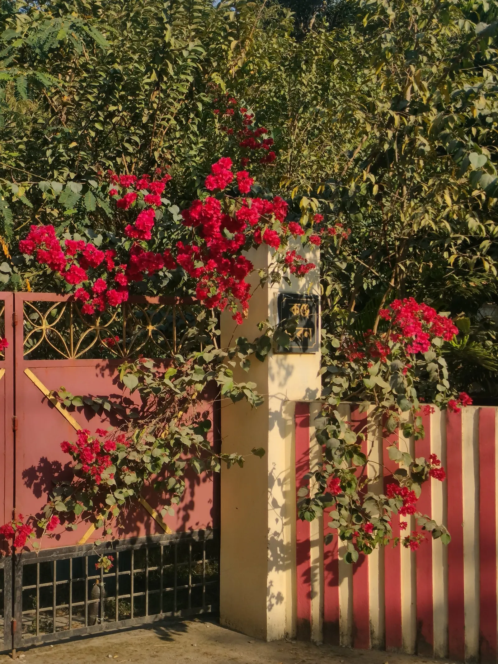 Bougainvillea (Bougainvillea X Buttiana) — pink flowers in the garden; showy bracts often mistaken for flowers