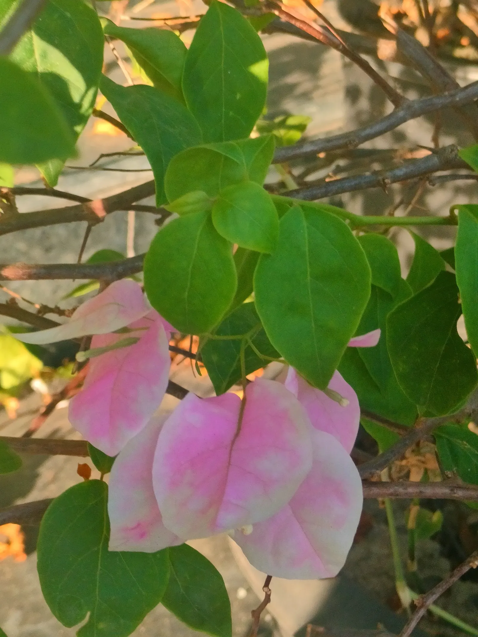 Bougainvillea (Bougainvillea X Buttiana) — enveloping the landscape in a mosaic of rich tones; ideal for trellises, it needs minimal water once established