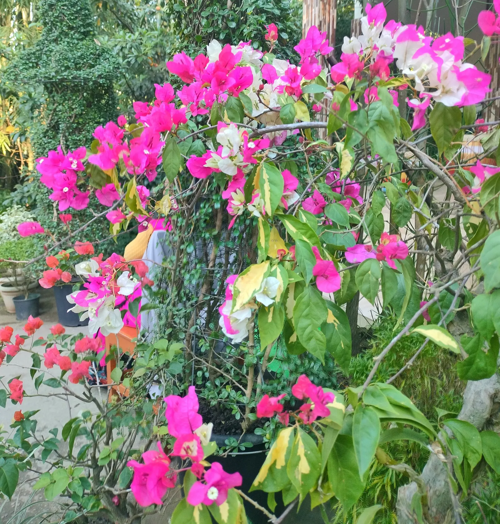 Bougainvillea (Bougainvillea X Buttiana) — Ideal for trellises, it needs minimal water once established, offering low-maintenance, year-round, image 44