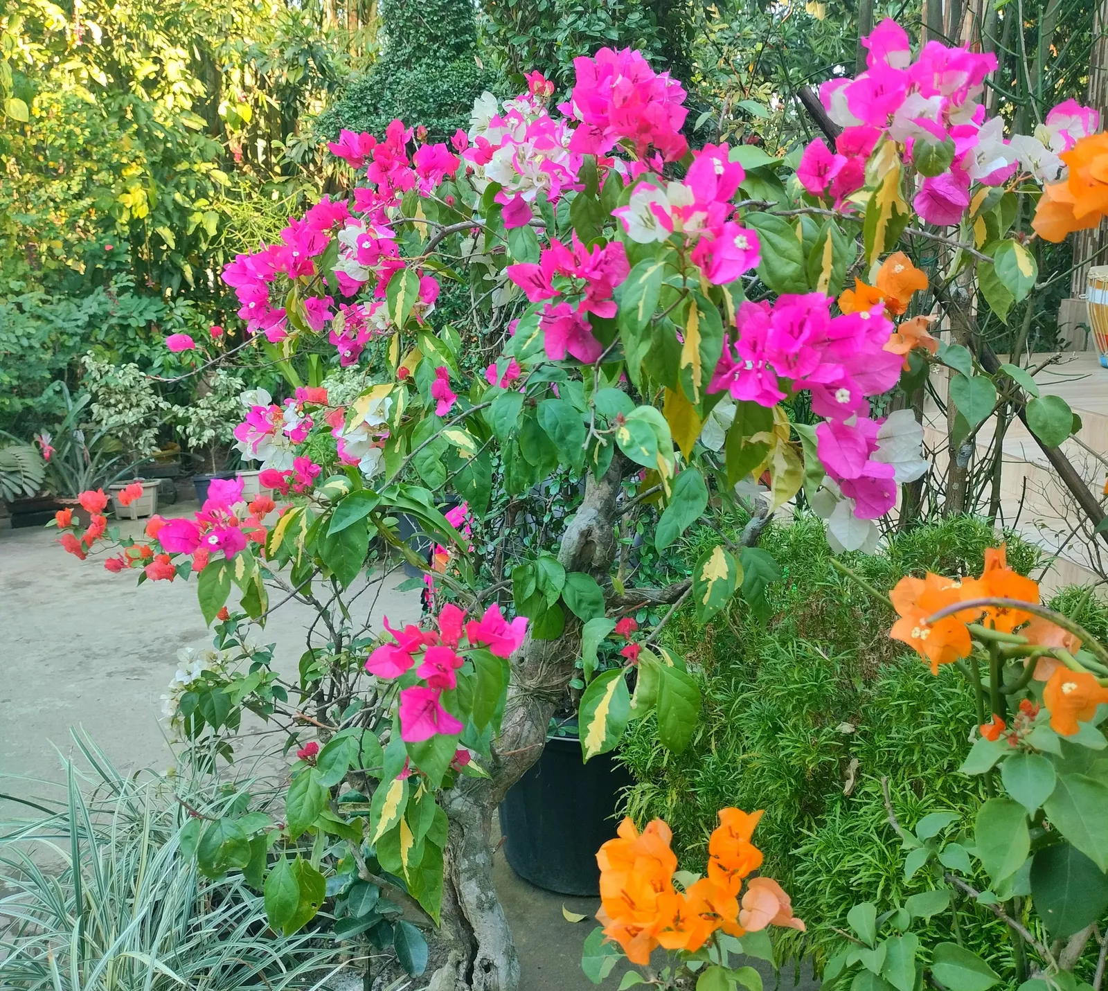Bougainvillea (Bougainvillea X Buttiana) — Pruning is essential to maintain desired shape and size, encourage new blooms, and prevent overgrowth, image 92