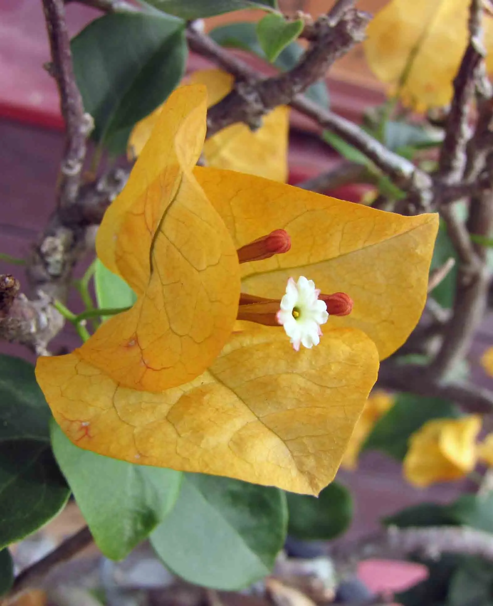 Bougainvillea (Bougainvillea X Buttiana) — making it an excellent choice for any warm-climate landscape design; these colorful accents range in hues from