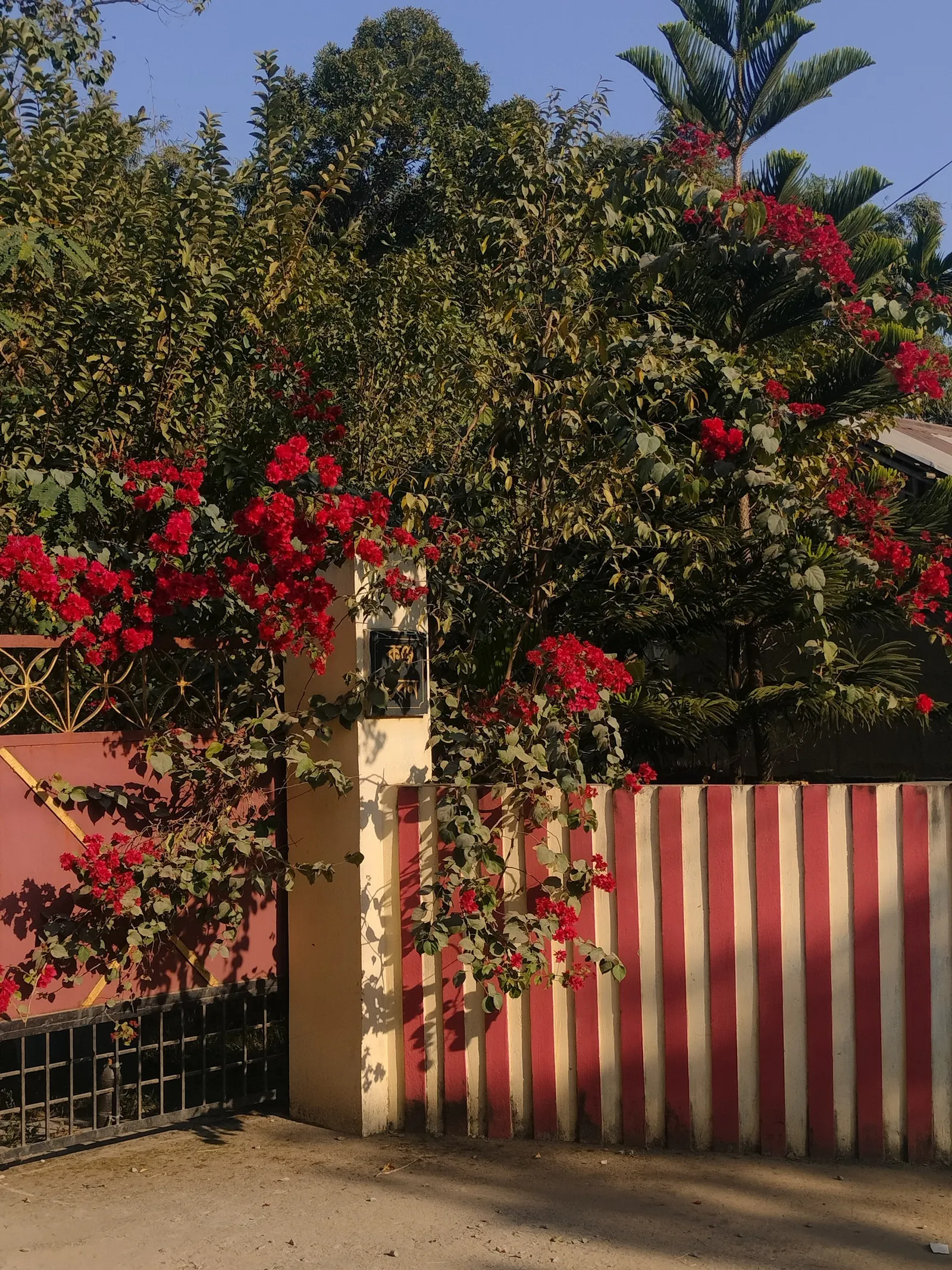 Bougainvillea (Bougainvillea X Buttiana) — vine for full