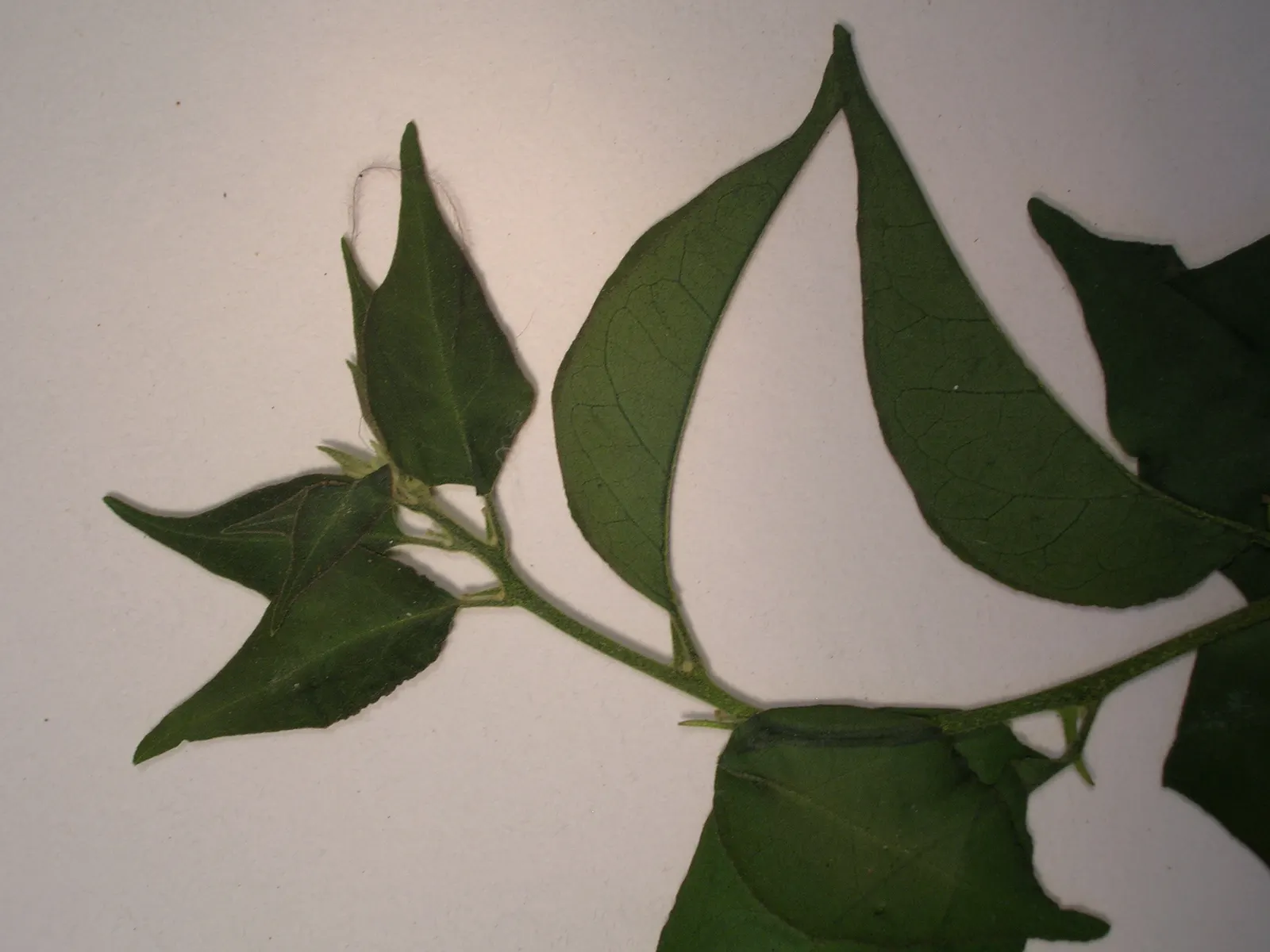 Bougainvillea (Bougainvillea X Buttiana) — Characterized by its vigorous, image 48