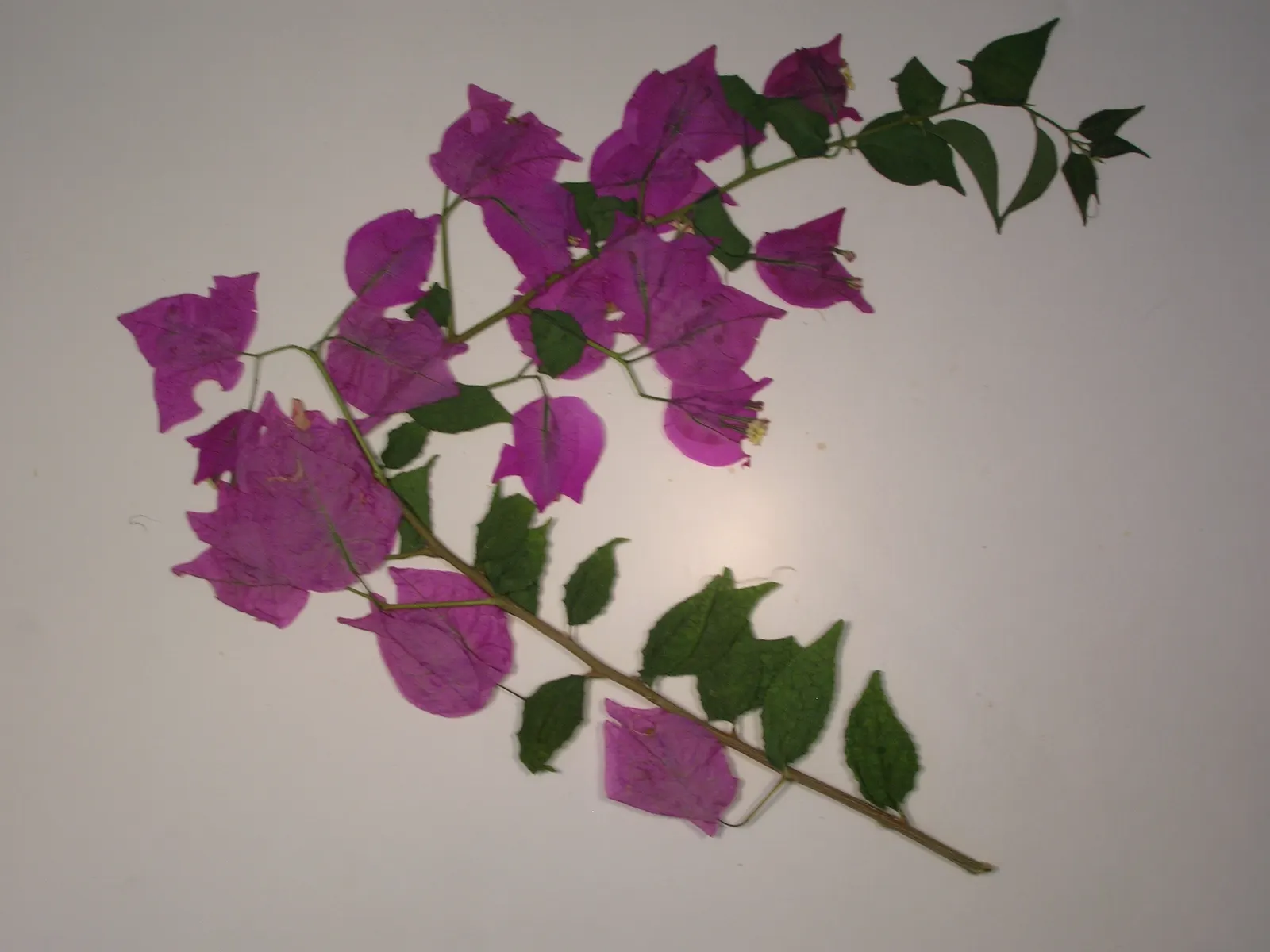 Bougainvillea (Bougainvillea X Buttiana) — though regular watering during dry periods will promote healthier growth and flowering; vine for full, image 71