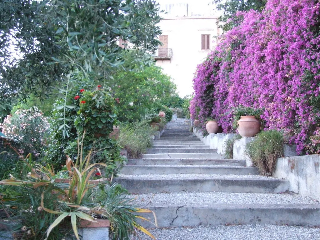 Bougainvillea (Bougainvillea X Buttiana) — commonly referred to as Bougainvillea; stands as a vibrant evergreen vine acclaimed for its profusion of, image 64