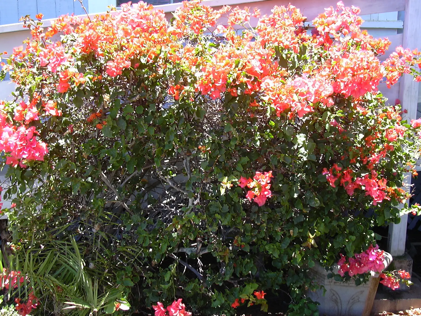Bougainvillea (Bougainvillea X Buttiana) — Ideal for trellises, it needs minimal water once established, offering low-maintenance, year-round, image 63
