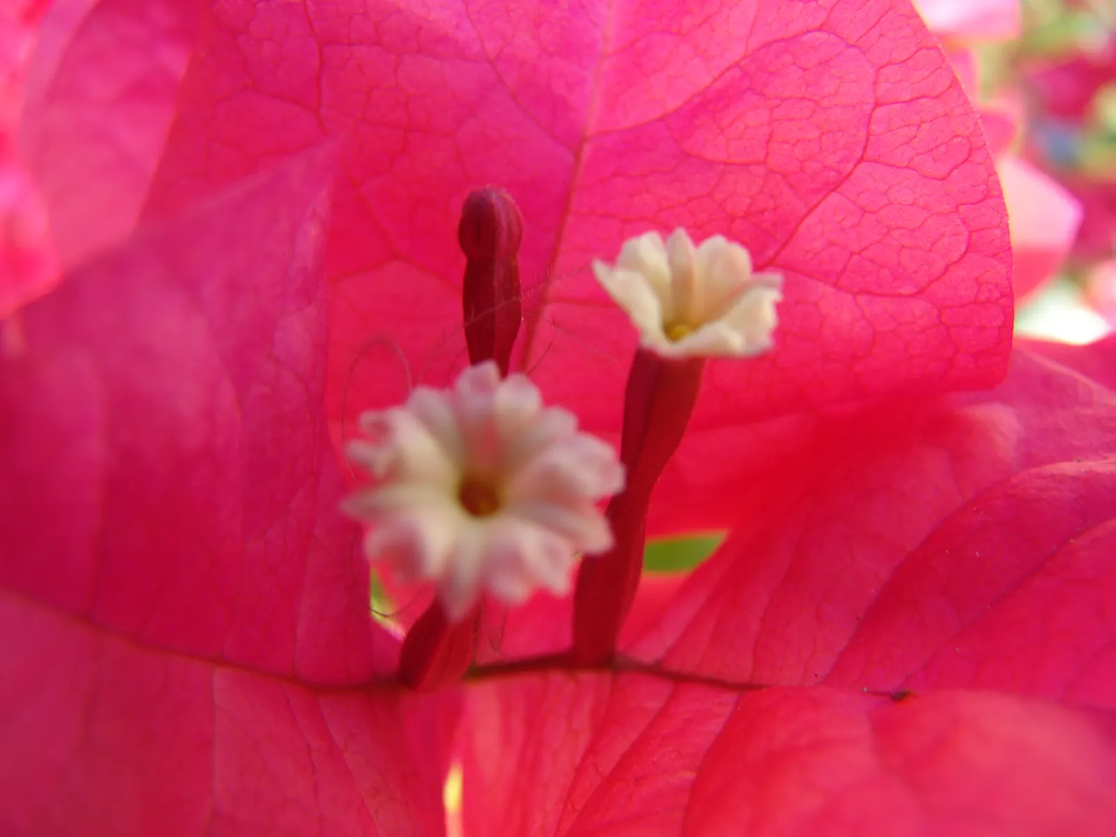 Bougainvillea (Bougainvillea X Buttiana) — Hardy in USDA zones 9 to 11, it can climb 15-40 feet and spread 5-8 feet wide, requiring well-drained soil; it